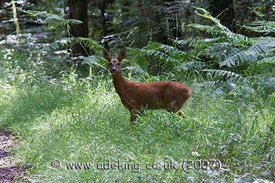 Roe Deer Roe Deer